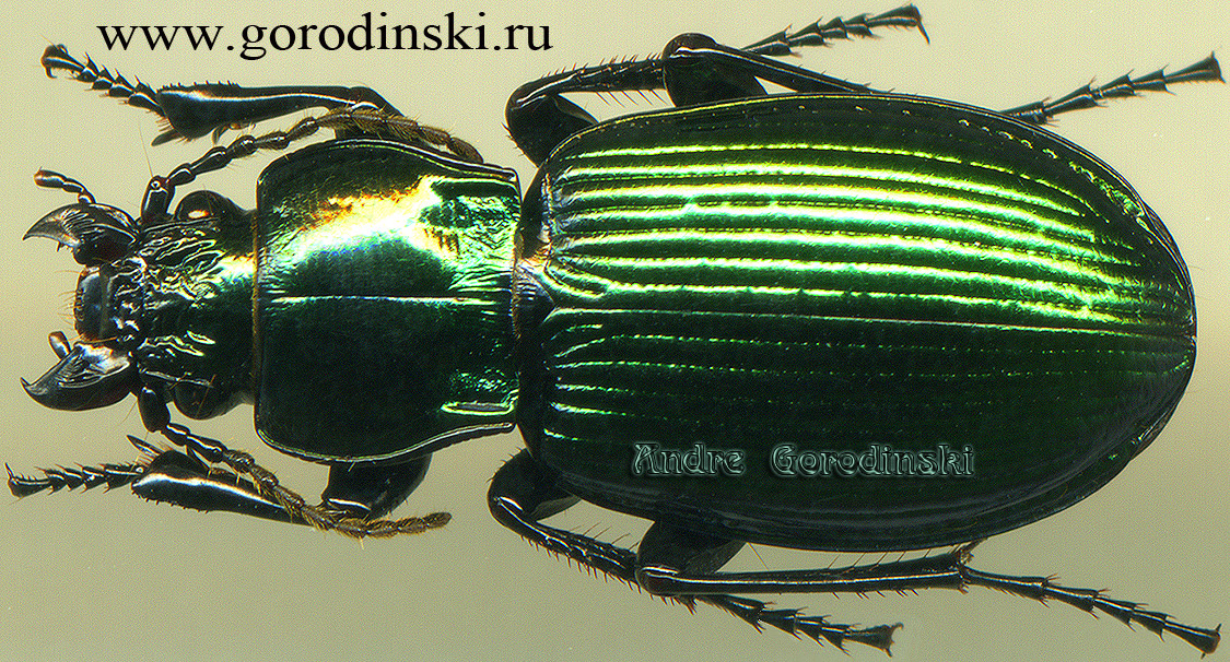 http://www.gorodinski.ru/carabidae/Trigonognatha becvari.jpg